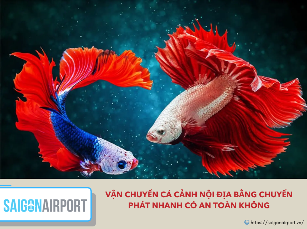 Vận chuyển cá cảnh nội địa bằng chuyển phát nhanh có an toàn không
