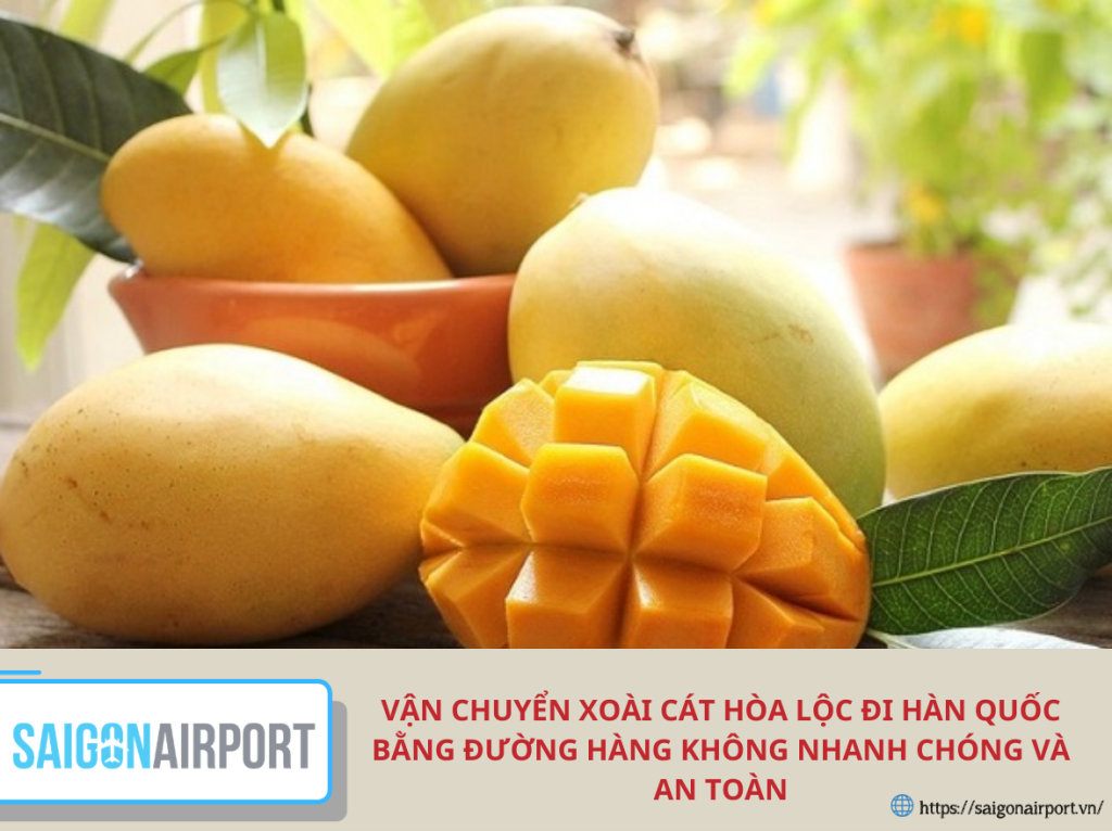 Vận chuyển xoài cát Hòa Lộc đi Hàn Quốc bằng đường hàng không nhanh chóng