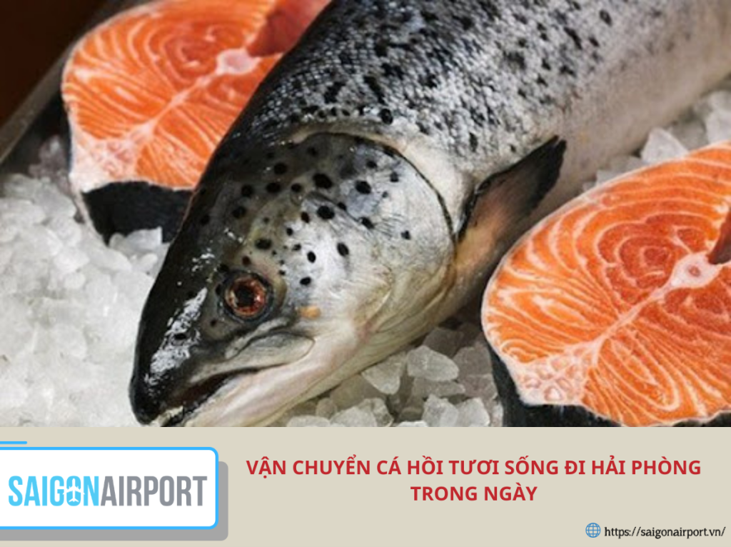 Vận chuyển cá hồi tươi sống đi Hải Phòng trong ngày bằng đường hàng không