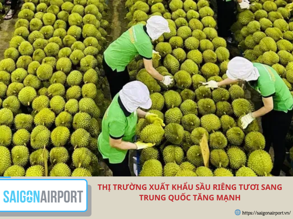 Thị trường xuất khẩu sầu riêng tươi sang Trung Quốc tăng mạnh