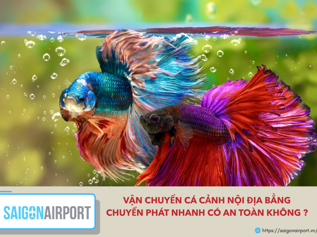 Vận chuyển cá cảnh nội địa bằng chuyển phát nhanh có an toàn không